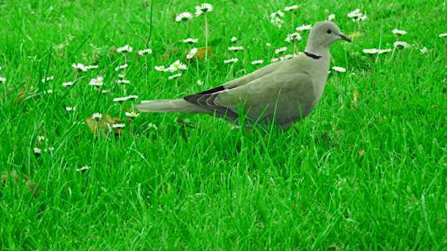 草地上的斑尾林鸽