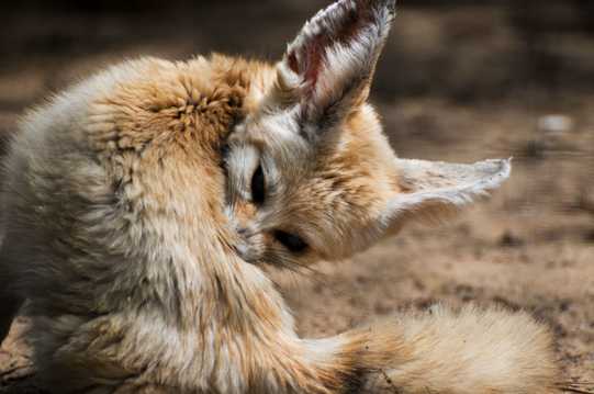 可爱的耳廓狐