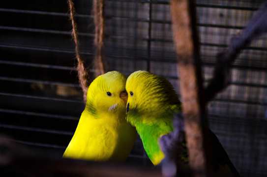 黄色伴侣鹦鹉图片