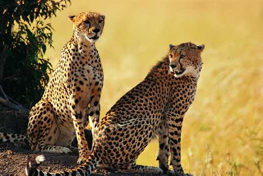两只非洲猎豹图片