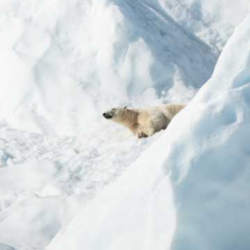 雪地上的北极熊