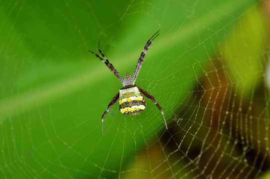 织网上的蜘蛛