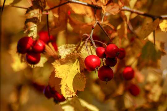 秋日成熟红浆果图片