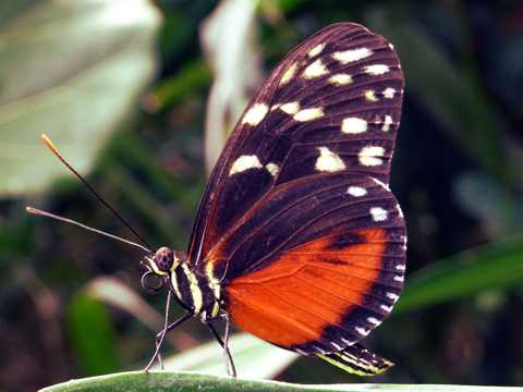 漂亮的虎斑蝶
