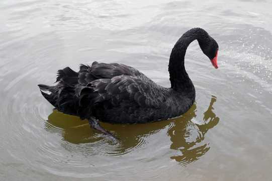 湖面上的黑天鹅图片