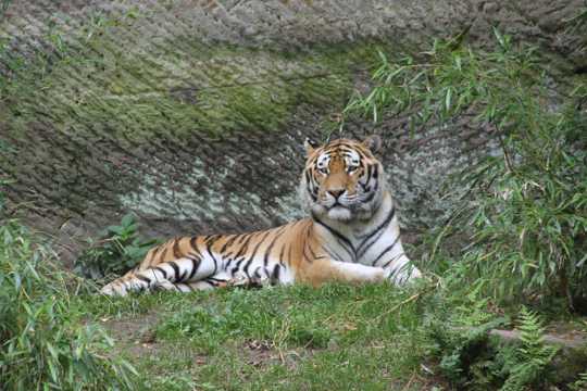 动物园里的西伯利亚虎
