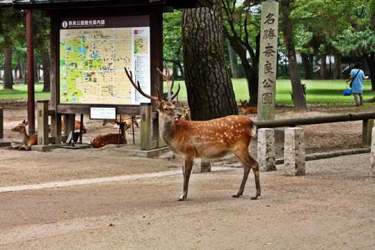 日本奈良小鹿图片