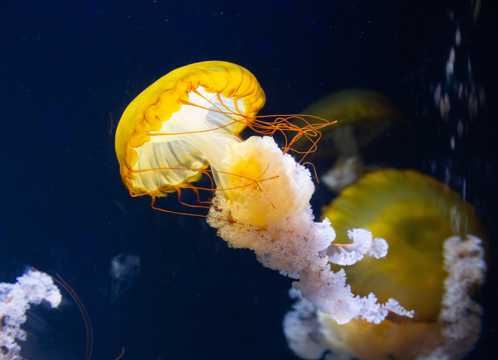 管水母目动物图片