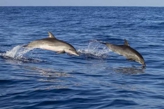 大海嬉戏海豚图片