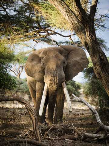 草坪上巨大的大象图片