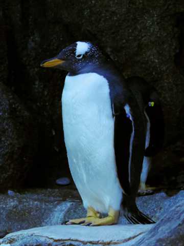 可爱的金图企鹅