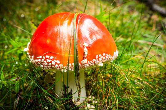草坪野生红色毒蘑菇图片