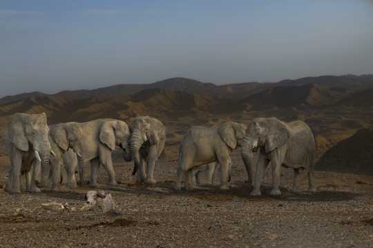 大漠野生大象群图片