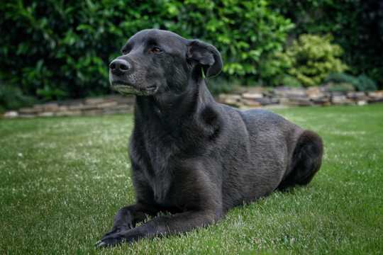 草地上的黑色拉布拉多犬
