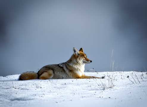 雪地上的郊狼
