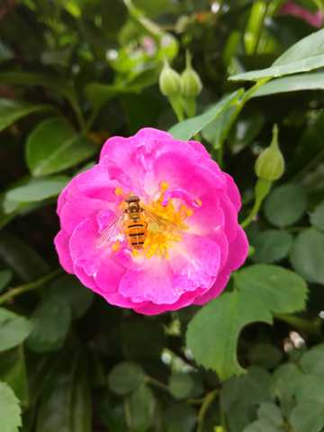 花卉上的小蜜蜂图片