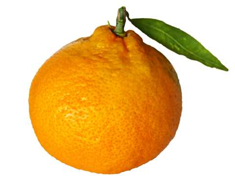 橙色大个柑橘图片
