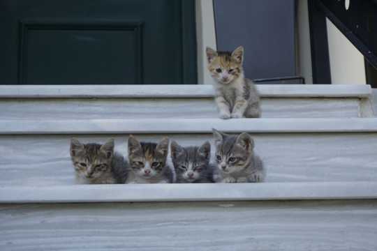 五只可人猫咪图片