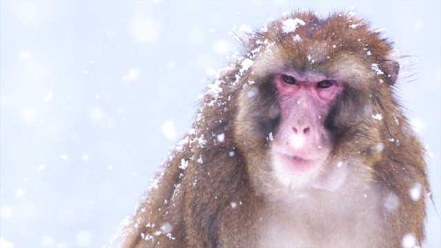 冬日猴子高清图片