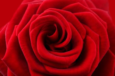 唯美浪漫红色玫瑰花