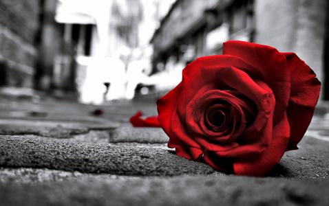玫瑰花图片唯美伤感图片