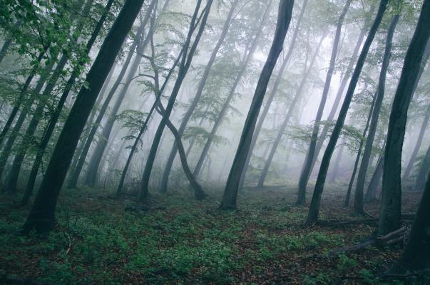 清晨迷雾的森林