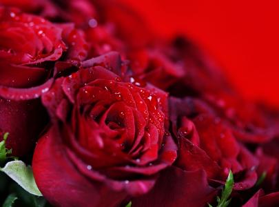 娇艳欲滴的红玫瑰